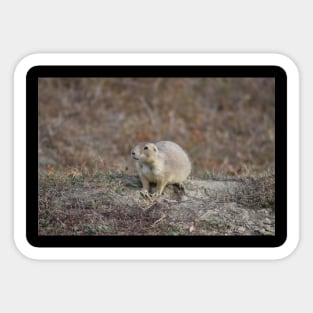 Wild Prairie Dog Sticker